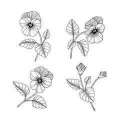 Hand drawn pansy floral illustration.