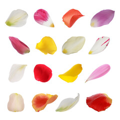 Set with different beautiful flower petals on white background