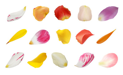 Set with different beautiful flower petals on white background
