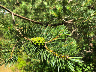 A young, bright green cone in a pine tree, sunlit.