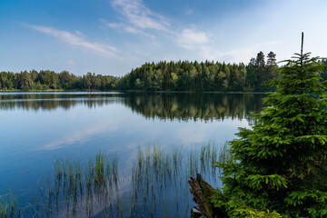 Fototapeta na wymiar idyllic landscape with a calm lake surrounded by lush green forests and a pine tree in the foreground