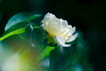Single white rose close up 