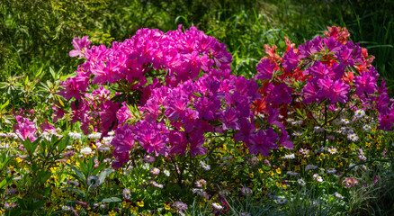 Bright pink Rhododendron Azalea close-up. Luxury colorful inflorescences of rhododendron in spring Arboretum Park Southern Cultures in Sirius (Adler). Nature wallpaper, copy space