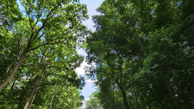 Central European forest in early summer