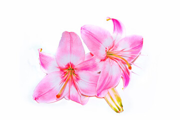 Fototapeta na wymiar Bright lily flowers isolated on white background.