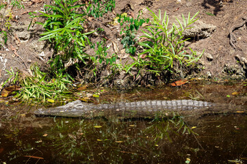 alligator in the pond