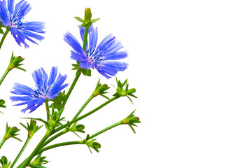 Chicory flower with leaf isolated on white background