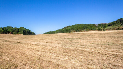 Obraz premium Forest farm large open field with dry grass vegetation blue sky a panoramic rural landscape.