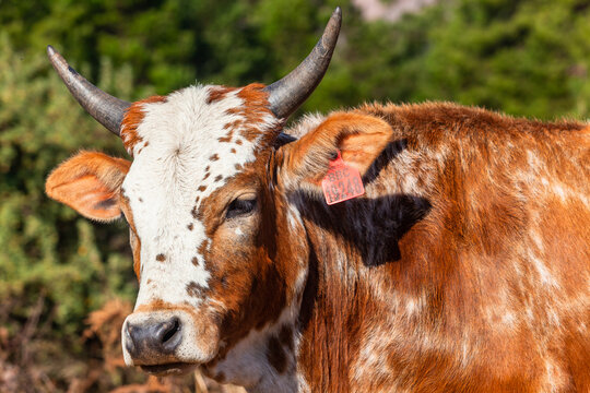 Farm cows close up portrait head neck on rural mountain countryside landscape photo of cattle in the field .