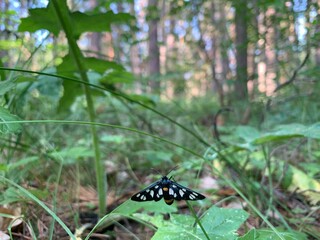 Amata phegea or Ctenuchina - black butterfly of Erebidae family, seating on the green grass stem on forest background. insect close-up. 
