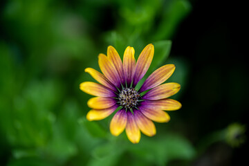 yellow and purple flower