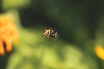 spider on the web
