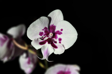 Fototapeta na wymiar A flower of an extraordinary white orchid with purple spots Phalaenopsis, the Latin name for Phalaenopsis, in hard sunlight, against a background of blurred stems and flowers.