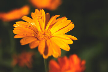 orange flower with dew drops