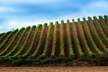 Fototapeta premium Vineyards in October, La Rioja, Spain