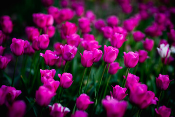 Obraz premium Beautiful blossom tulips field. Pink flowers