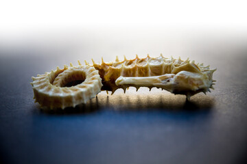 Dried seahorse on a black background