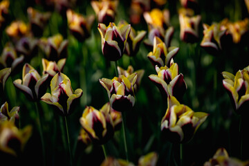 Obraz premium Beautiful blossom tulips field. Colorful flowers