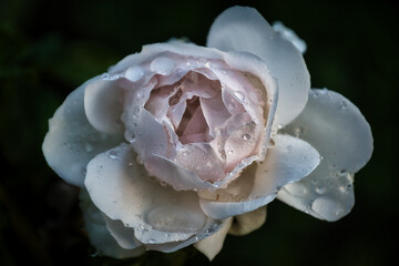 Weiße Rose nach dem Regen