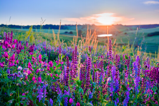 Beautiful wildflowers on a green meadow. Warm summer evening with a bright meadow during sunset. Grass silhouette in the light of the golden setting sun. Beautiful nature landscape with sunbeams.
