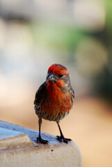 Little Red Bird Standing and Looking Around