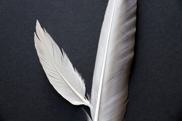 Two feathers on black background