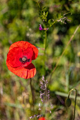 Obraz premium Feierblumm