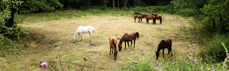 Brown and white horses grazing at the meadow among green trees and flowers