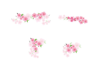 Cherry blossom, Sakura pink flowers background.