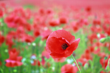 Obraz premium Close-up of a red poppy in a field.