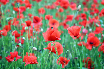 Red poppies flowers field. Bewdley, Wyre Forest National reserve, England, UK.