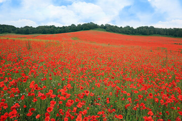 Obraz premium Field of poppies and blue sky. Bewdley, Wyre Forest National reserve, England, UK.