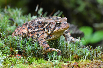 American Toad