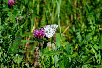 Butterfly on a plant close-up