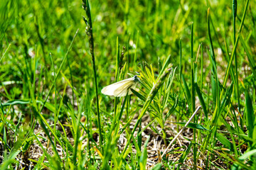 Butterfly on a plant close-up