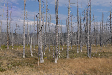 Bare trees with white trunk bases in Yellowstone National Park, Wyoming, USA