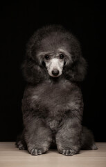 image of dog dark background