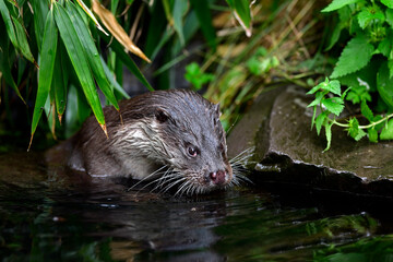 Fischotter // Eurasian otter (Lutra lutra) - obrazy, fototapety, plakaty