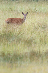 Fine art portrait of Red deer female in the Alpine prairie (Cervus elaphus)