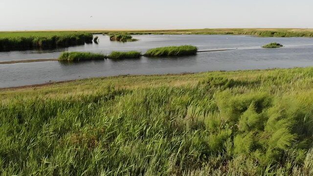Kalmykia, a lake in the steppe. Coastal thickets. 