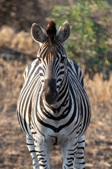 Naklejka premium Zebra stallion [equus quagga] in golden hour afternoon sunlight in Africa