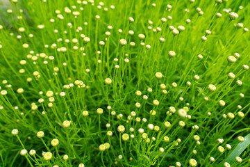 White Grass Flower and blur background. Small white flowers in a field beautiful background.