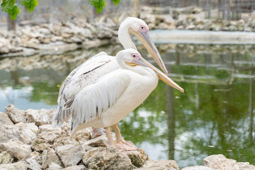two beautiful white pilicans by the pond