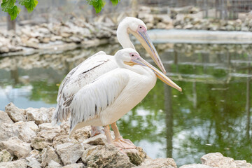 two beautiful white pilicans by the pond