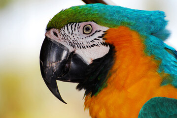 Stunning Colorful Macaw with a Hooked Beak