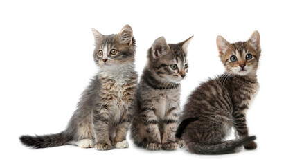 Fototapeta na wymiar Group of cute little kittens on white background