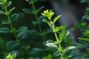 Mint growing in the garden. An organic plant used in medicine. Selective focus with blurred background. Copy space for text 