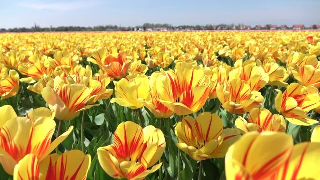SLOW MOTION, CLOSE UP, DOF: Vast field of tulips near Amsterdam sways in the gentle spring breeze. Cinematic shot of a vibrant yellow tulip field on a sunny summer day in the idyllic Dutch countryside