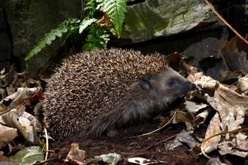 Hedgehog // Igel (Erinaceus europaeus) © bennytrapp