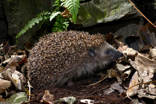 Hedgehog // Igel (Erinaceus europaeus)